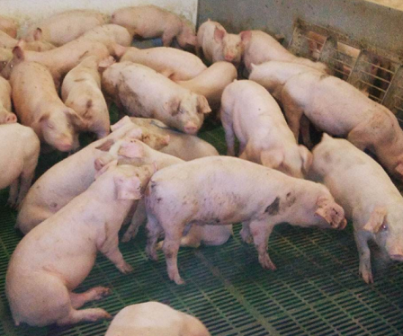 養豬場廢水特點及處理方法